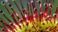 /album/fotogaleria-drosera/images-2-jpg7/